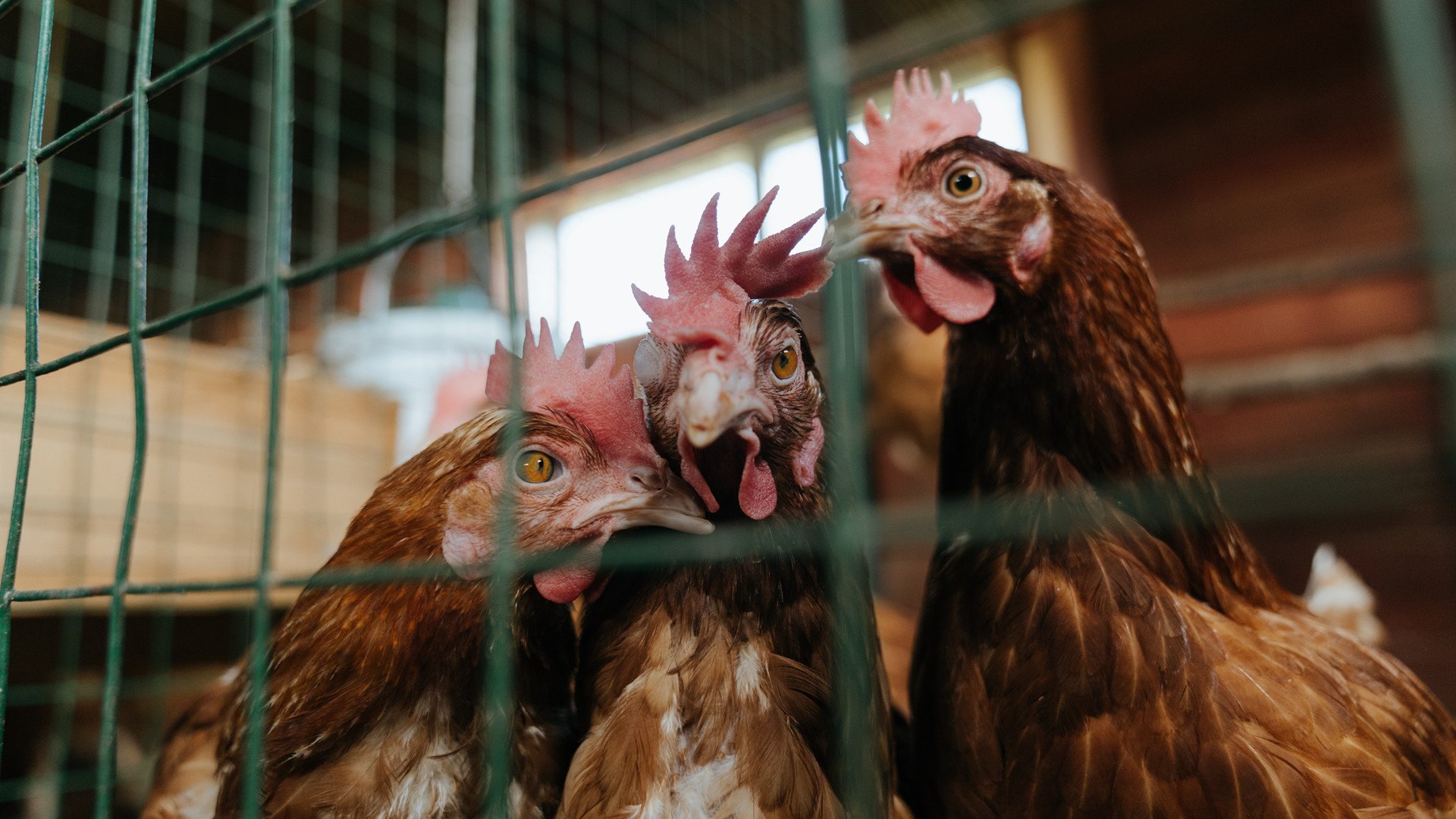 詹姆斯用39岁神话诠释数据统治，而活塞用团队篮球给CBA上了一课